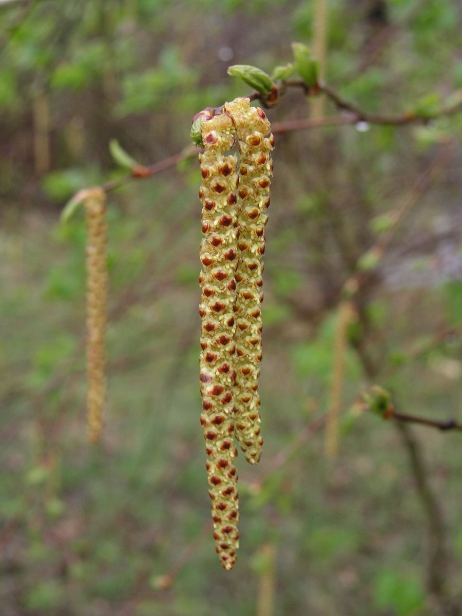 200604231435 Paper Birch (Betula papyrifera) with catkins - Isabella Co.JPG